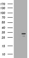 SLAP2 Antibody