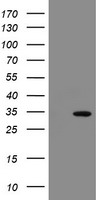 SLA2 Antibody
