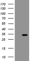 SLAP2 Antibody
