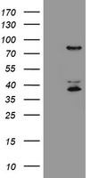 HCFC2 Antibody