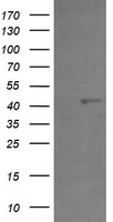 PHF7 Antibody
