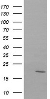 NDUFB10 Antibody