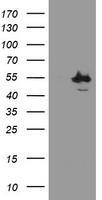 CHN1 Antibody