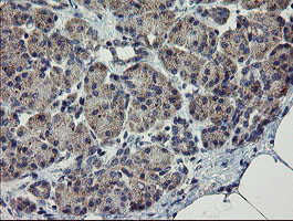 CHN 1 Antibody