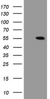 CHN1 Antibody