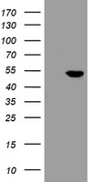 CHN 1 Antibody