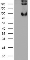 LEPRE1 Antibody