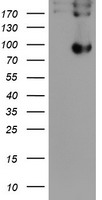 LEPRE1 Antibody