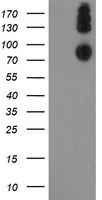LEPRE1 Antibody