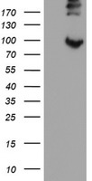P3H1 Antibody