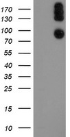 LEPRE1 Antibody