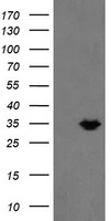 MMACHC Antibody