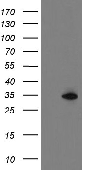 SLAP2 Antibody