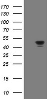 SCYL1BP1 Antibody
