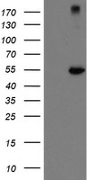 CHN 1 Antibody