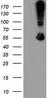 CHN1 Antibody
