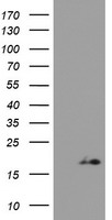 POLR1H Antibody
