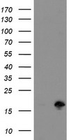 TSC22D1 Antibody