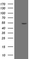 ZNF365 Antibody