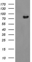 ZBED1 Antibody