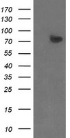 ZBED1 Antibody