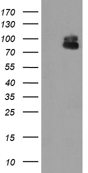 DREF Antibody