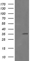 RFC2 Antibody