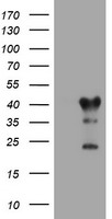 STING Antibody