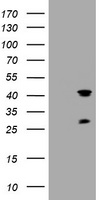 STING Antibody