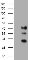 STING Antibody