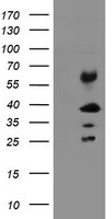 STING Antibody