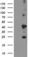 STING Antibody