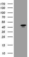 MAFB Antibody