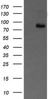 Amyloid Precursor Protein Antibody