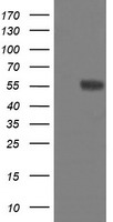 FTCD Antibody