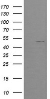 POFUT2 Antibody
