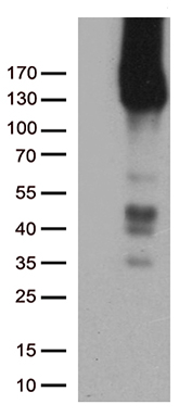 CD31 Antibody
