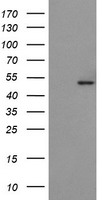 POFUT2 Antibody