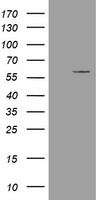 ESRRG Antibody