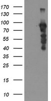 SOX5 Antibody