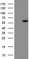 FTCD Antibody