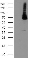 PGM3 Antibody