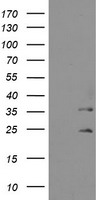 MMACHC Antibody