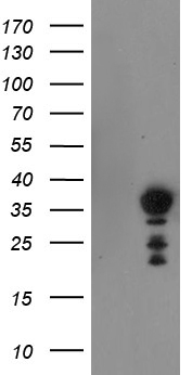 NRIP3 Antibody