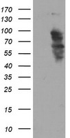 SOX5 Antibody