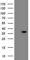 SNAI2 Antibody