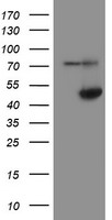 ADH7 Antibody