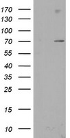 SENP2 Antibody