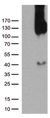 CD31 Antibody