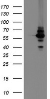 DPH2 Antibody